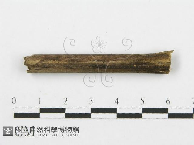 登錄號:F0010189藏品圖，第1張