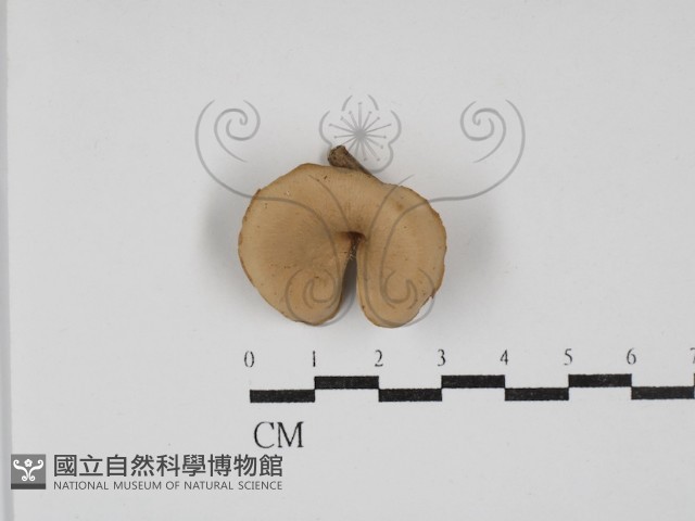 多孔菌屬藏品圖，第1張
