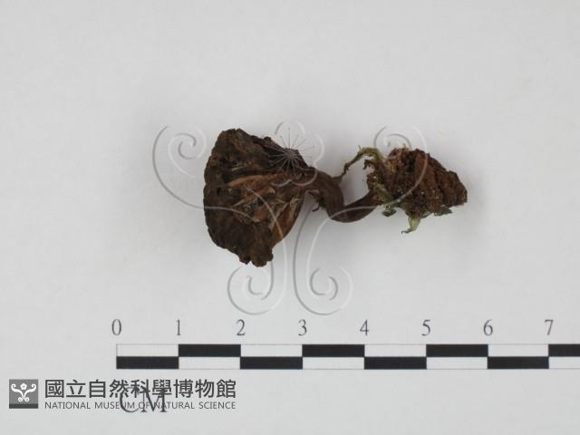 登錄號:F0016189藏品圖，第1張