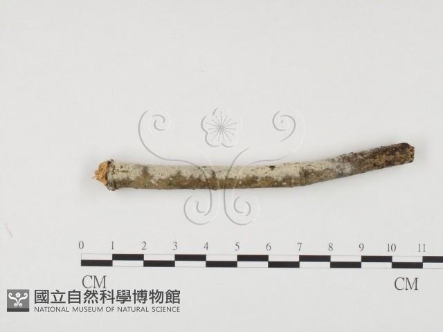 登錄號:F0001189藏品圖，第1張