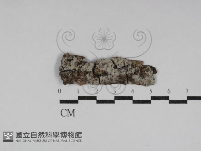 剛毛絲皮菌藏品圖，第1張