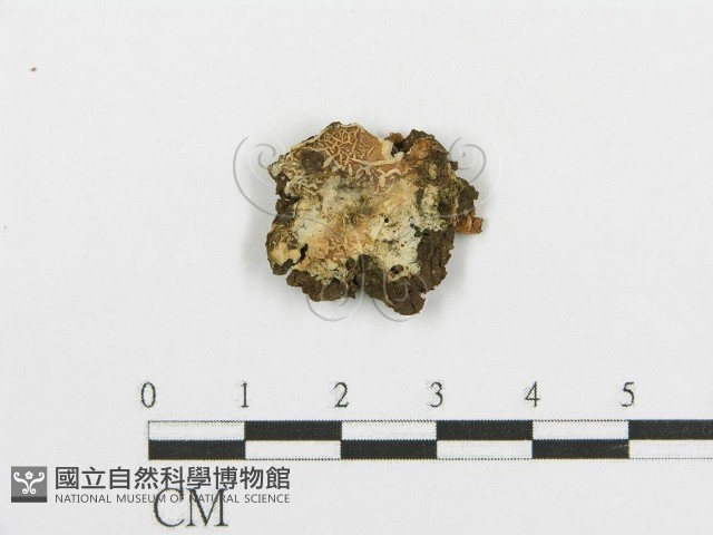登錄號:F0004189藏品圖，第1張