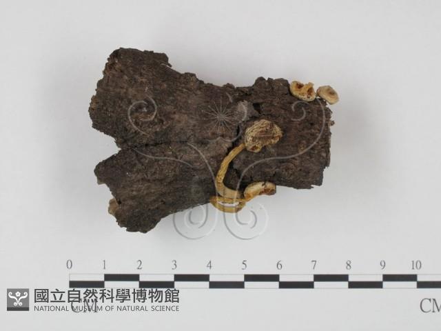 登錄號:F0014189藏品圖，第1張