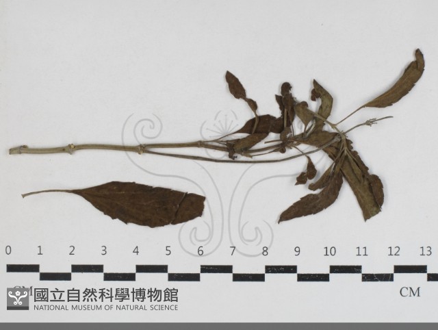 登錄號:F0034189藏品圖，第1張