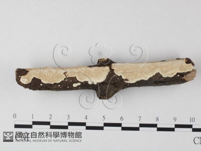 登錄號:F0022189藏品圖，第1張