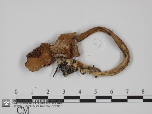 登錄號:F0002189藏品圖，第1張