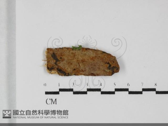 刺革菌屬藏品圖，第1張
