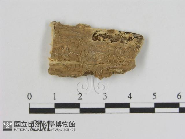 登錄號:F0007189藏品圖，第1張