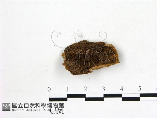 登錄號:F0017189藏品圖，第1張