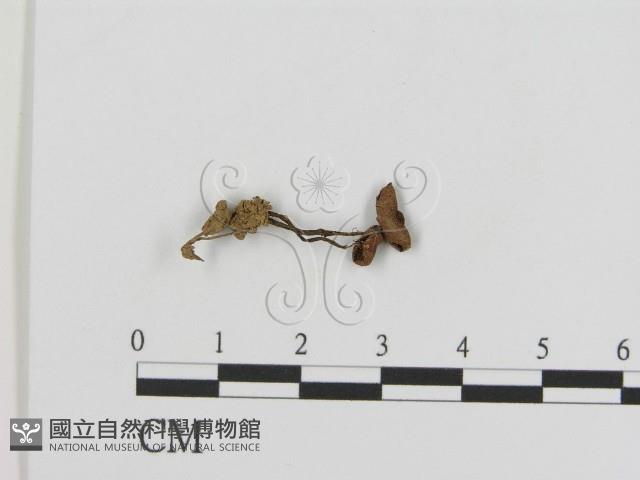 登錄號:F0005189藏品圖，第1張