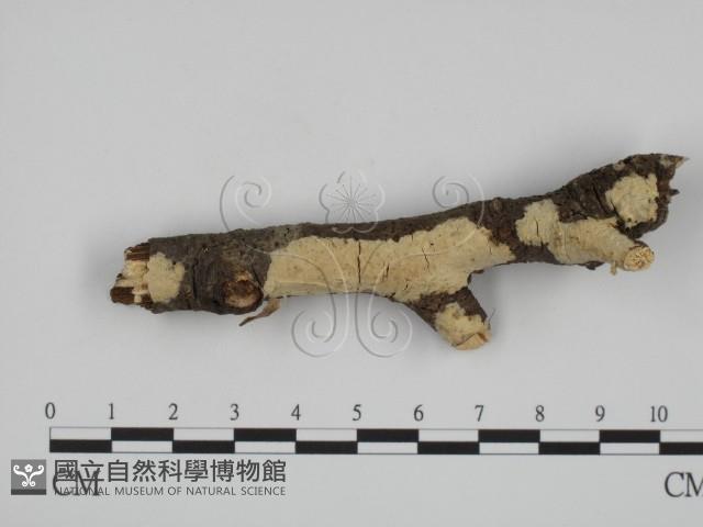 登錄號:F0015189藏品圖，第1張