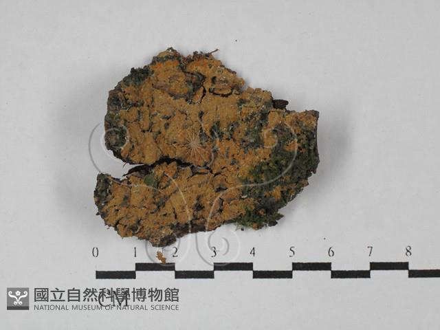 射脈菌屬藏品圖，第1張