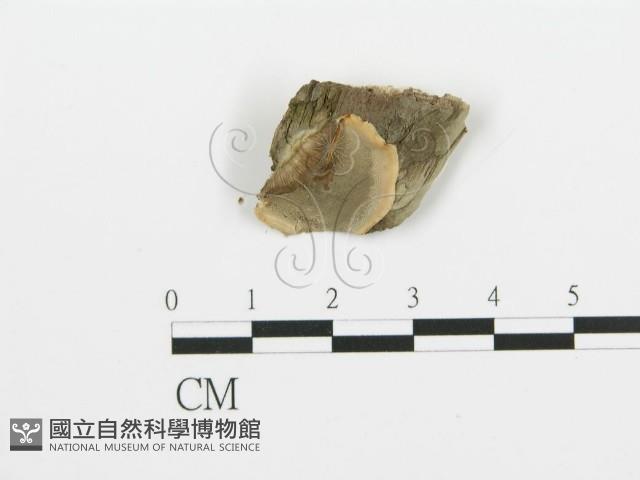 煙管菌藏品圖，第1張