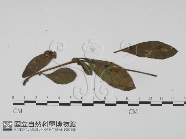 登錄號:F0019189藏品圖，第1張