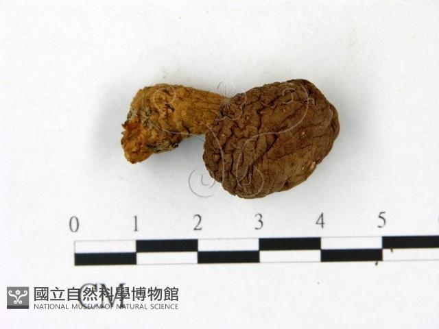 登錄號:F0023189藏品圖，第1張