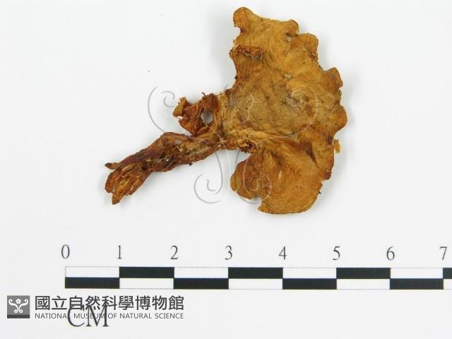 登錄號:F0013189藏品圖，第1張