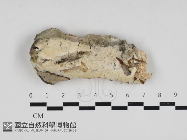 登錄號:F0033189藏品圖，第1張