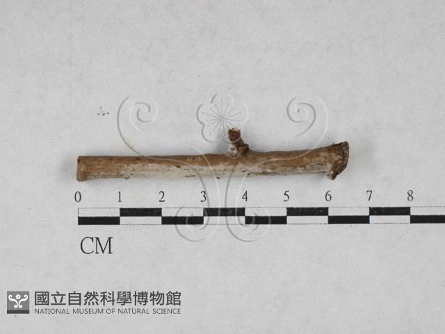 絲齒菌屬藏品圖，第1張