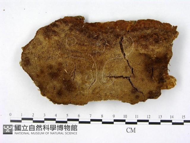 登錄號:F0008089藏品圖，第1張