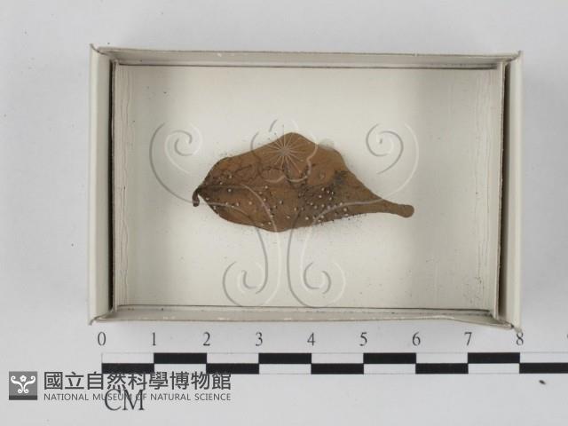 館號:F0018089藏品圖，第1張