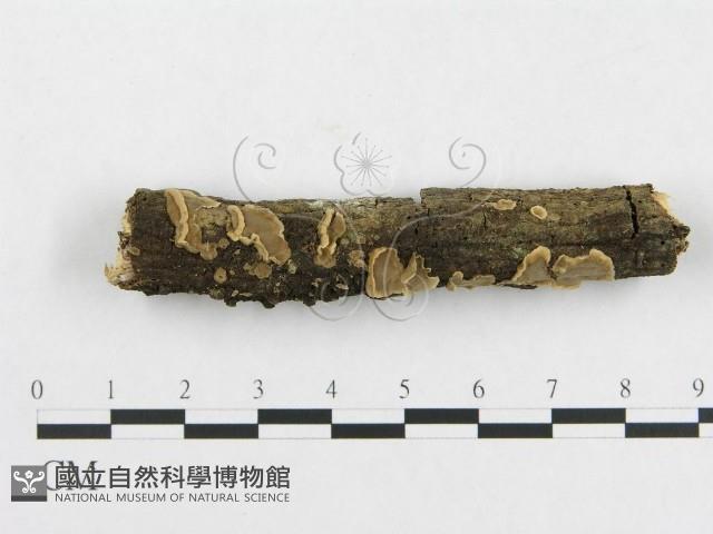 登錄號:F0000089藏品圖，第1張
