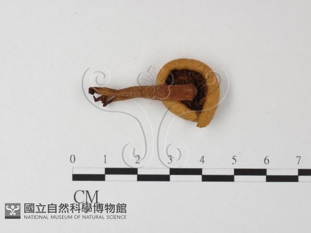 登錄號:F0016089藏品圖，第1張