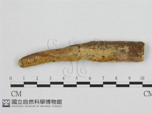 銳孔菌屬藏品圖，第1張