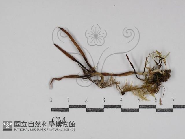 登錄號:F0031089藏品圖，第1張