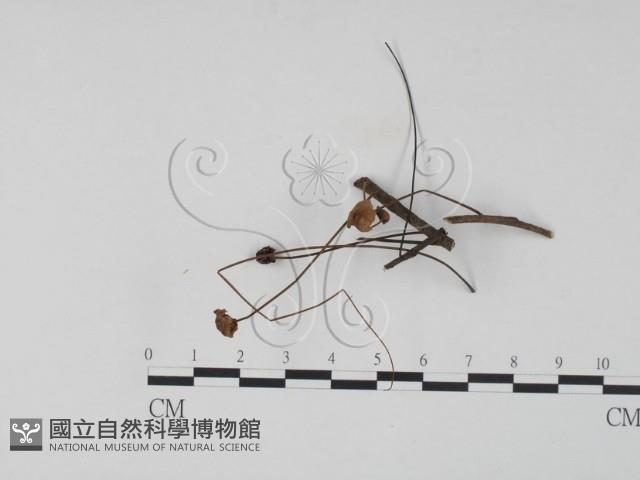 登錄號:F0024089藏品圖，第1張