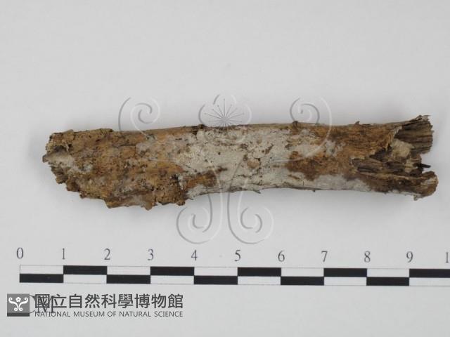 登錄號:F0004089藏品圖，第1張