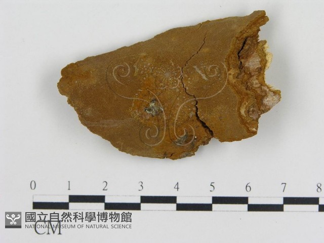 登錄號:F0014089藏品圖，第1張