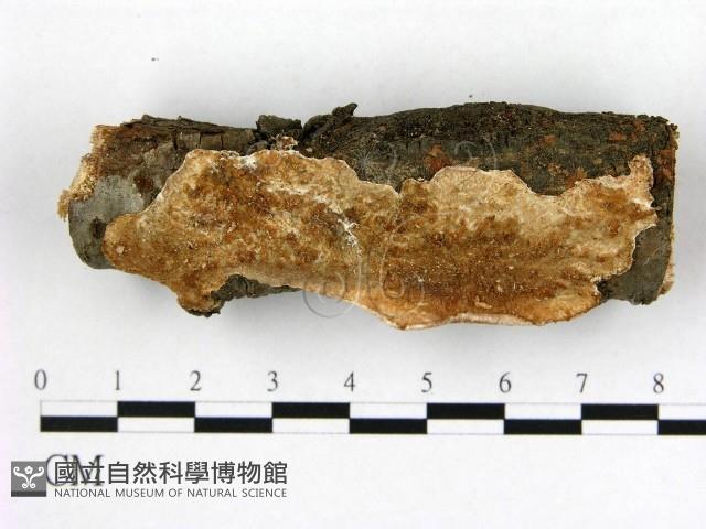 登錄號:F0022089藏品圖，第1張