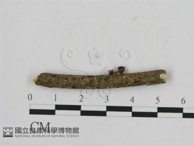 登錄號:F0002089藏品圖，第1張