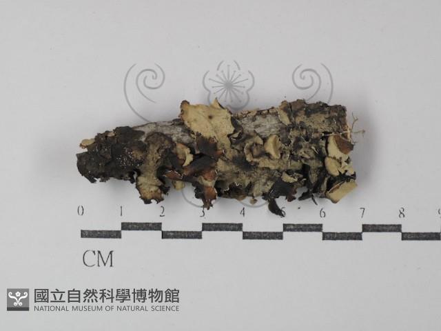盤革菌屬藏品圖，第1張