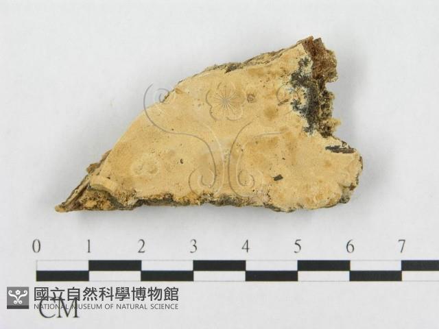 登錄號:F0007089藏品圖，第1張