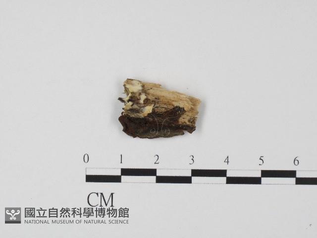 登錄號:F0017089藏品圖，第1張