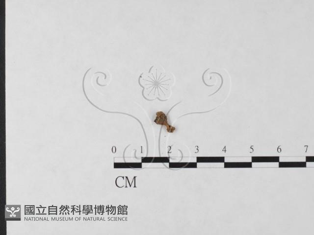 登錄號:F0025089藏品圖，第1張