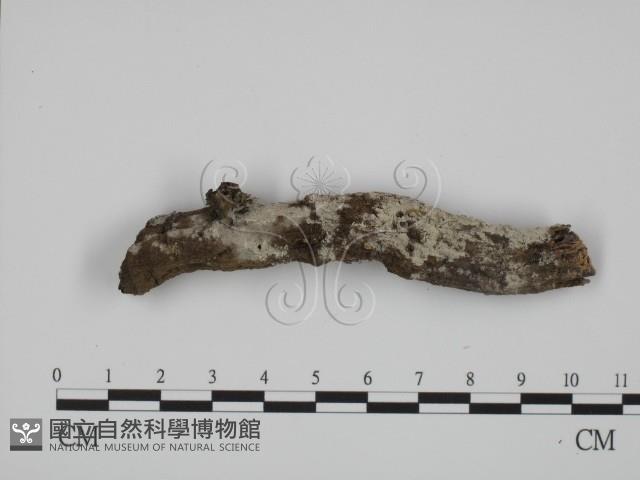 粗糙孢菌屬藏品圖，第1張