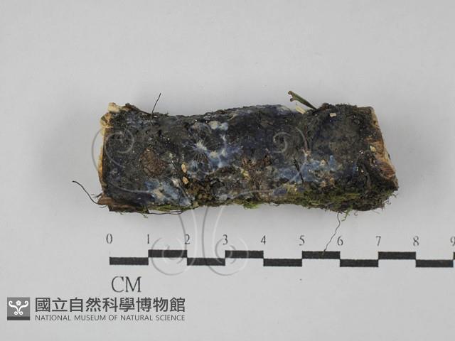 登錄號:F0029089藏品圖，第1張