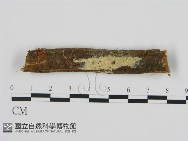 絲皮菌屬藏品圖，第1張