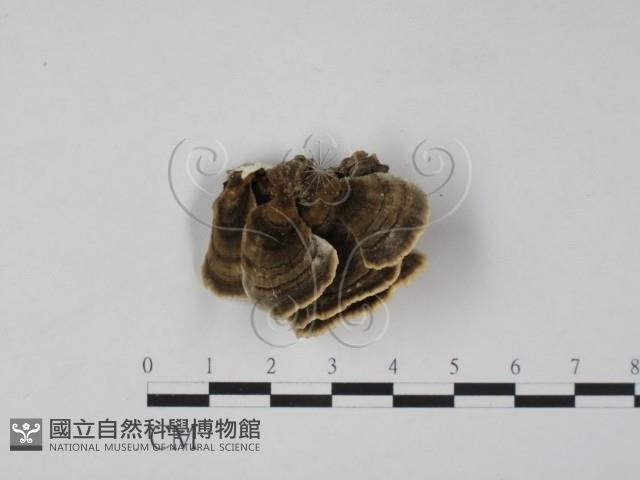 雲芝藏品圖，第1張