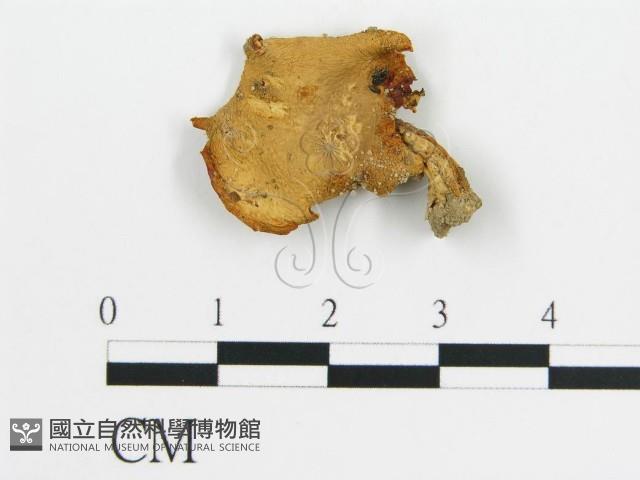 登錄號:F0013089藏品圖，第1張