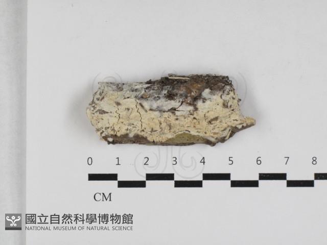 擬筍殼菌屬藏品圖，第1張