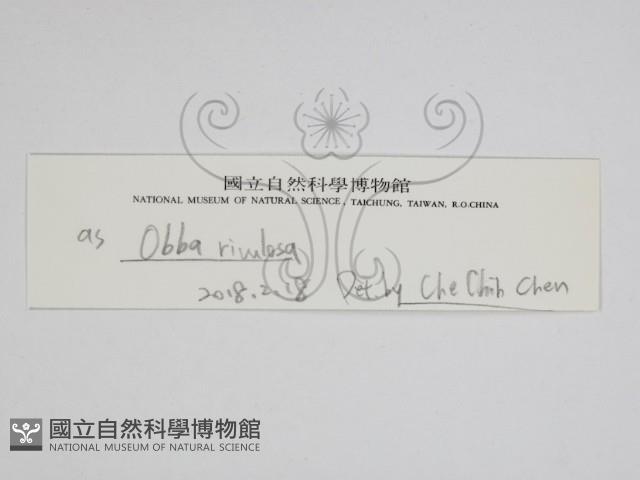 登錄號:F0028389藏品圖，第3張