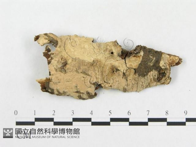 登錄號:F0020389藏品圖，第1張