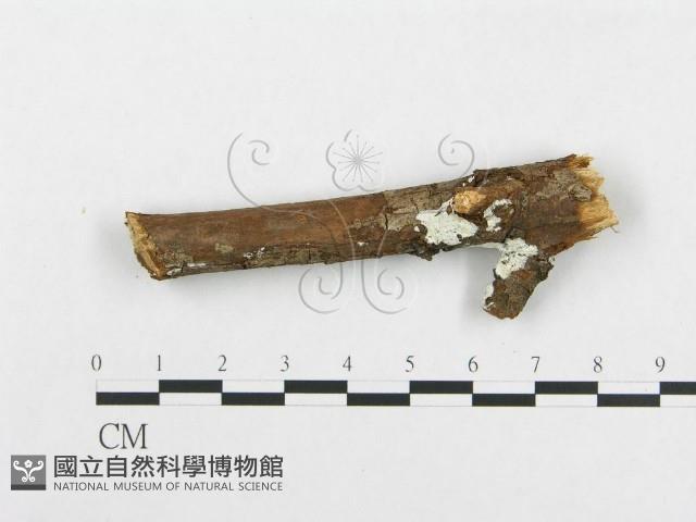 骨皮菌屬藏品圖，第1張