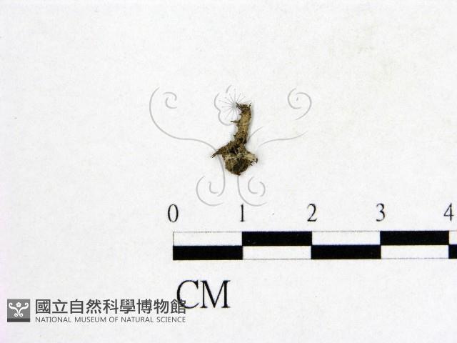 登錄號:F0010389藏品圖，第1張