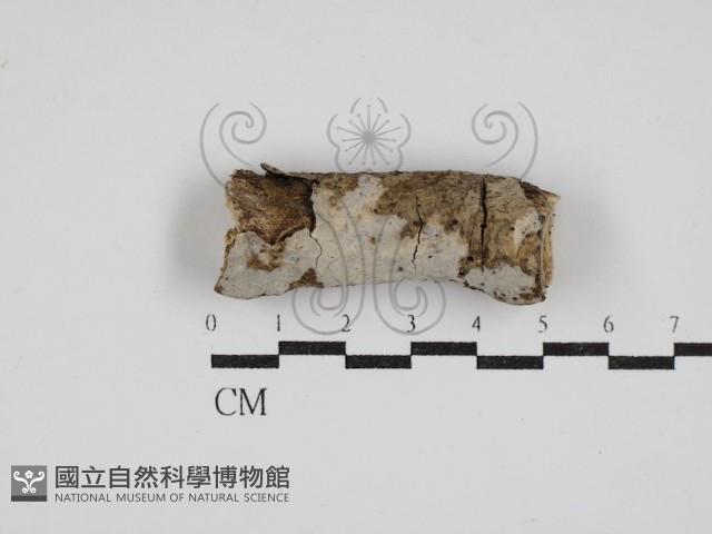 登錄號:F0030389藏品圖，第1張