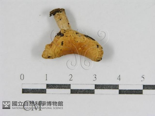 登錄號:F0016389藏品圖，第1張