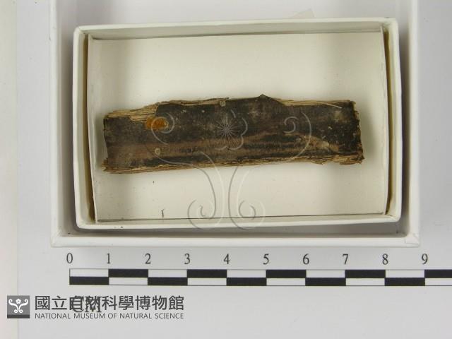 館號:F0021389藏品圖，第1張